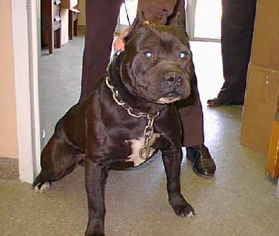 pit-bull